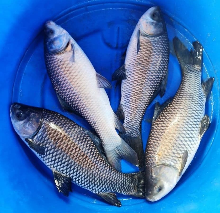 মিরকা (প্রতি কেজি)