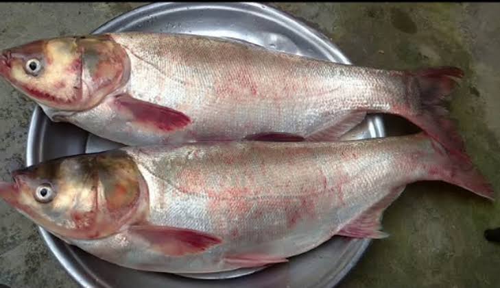 সিলভার কার্প(কেজি প্রতি)