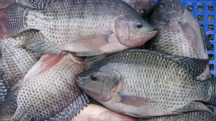 তেলাপিয়া (প্রতি কেজি)