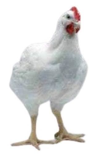 বয়লারের মাংস (১ কেজি) গোটা বয়লার 