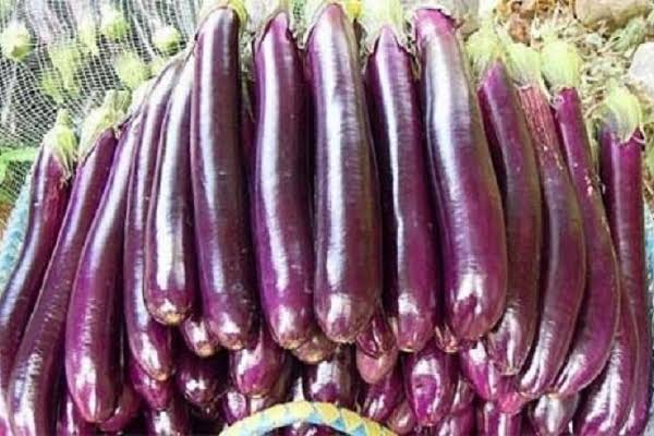 বেগুন (লম্বা)