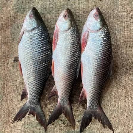 রুই